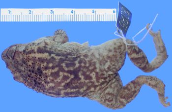 Media type: image; Herpetology A-3125